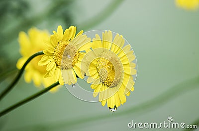 Yellow flowers with waterdrops Stock Photo