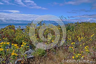 Yellow flowers on Whiffin Spit, Sooke Harbour, BC Stock Photo