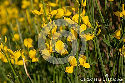 These are yellow flowers of wild genista. Background Stock Photo