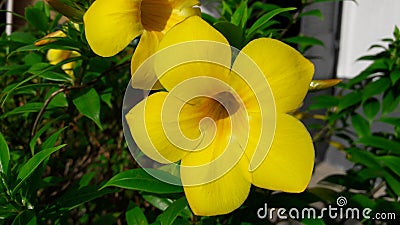 Willow-leaved climber on natural background Stock Photo