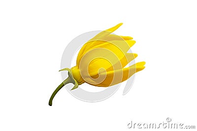 yellow flowers ylang ylang local flora of asia arrangement flat lay postcard style Stock Photo