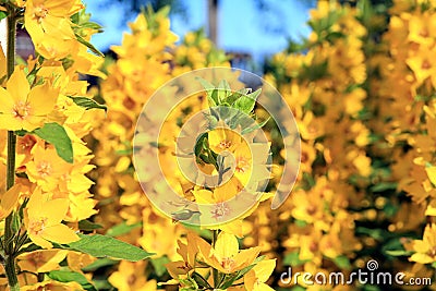 Yellow flowerses Stock Photo