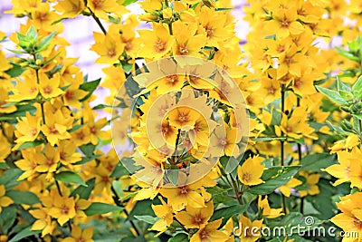 Yellow flowerses Stock Photo