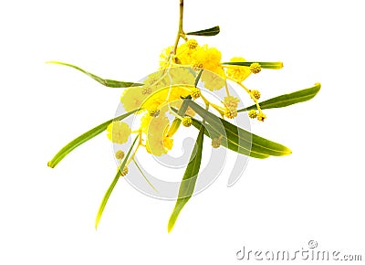 Yellow fluffy flowers on acacia Stock Photo