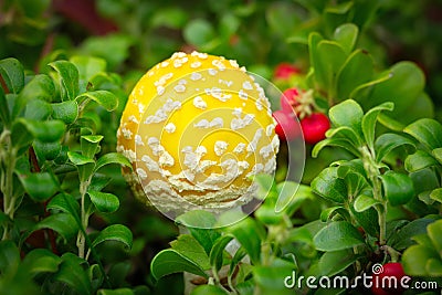 Yellow Fly agaric mushroom grows among red bearberries Stock Photo