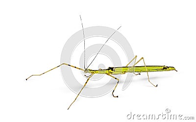 Yellow Flying Stick, Necroscia annulipes, phasma Stock Photo