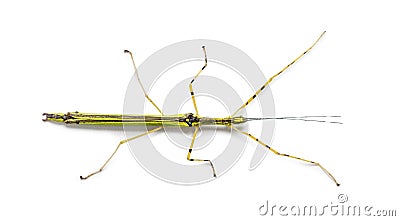 Yellow Flying Stick, Necroscia annulipes, phasma Stock Photo