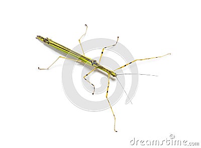 Yellow Flying Stick, Necroscia annulipes, phasma Stock Photo