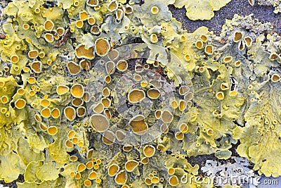 Yellow foliose lichen Stock Photo