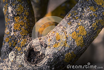 Yellow foliose lichens growing on a tree bark Stock Photo