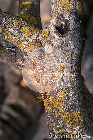 Yellow foliose lichens growing on a tree bark in outdoors. Stock Photo