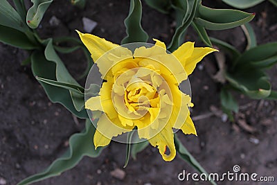Yellow follower in spring Stock Photo