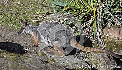 Yellow-footed rock wallaby 4 Stock Photo