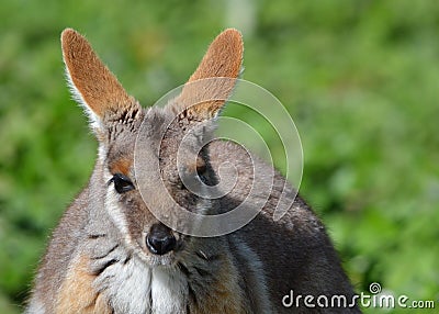 Yellow footed rock wallaby Stock Photo