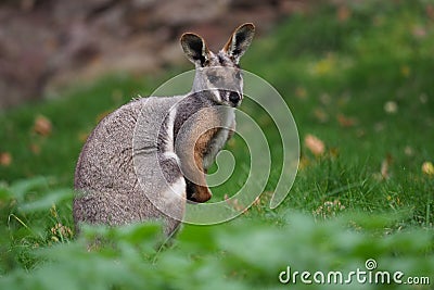 Yellow-footed Rock Wallaby - Petrogale xanthopus - Australian kangaroo Stock Photo