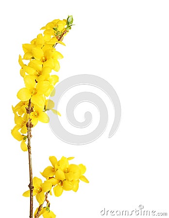 Yellow forsythia Stock Photo