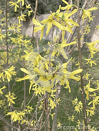 Forsythia bushes flowering in spring Stock Photo