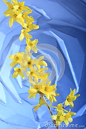 Yellow forsythia flowers Stock Photo