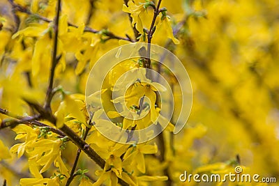 Yellow forsythia flowers. Norwood Grove Park, London, UK Stock Photo