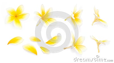 Yellow frangipani flower set with Petals on white background from different angles. Useful for design of wedding invitation or rom Stock Photo