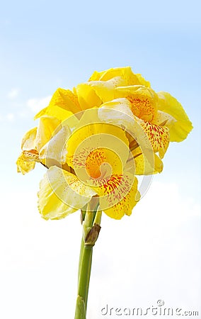 Yellow freesia Stock Photo