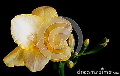 Yellow freesia Stock Photo