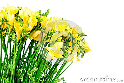 Yellow freesia flowers Stock Photo