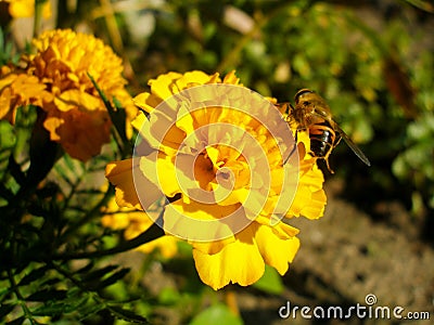 Yellow French Marigold and a bee. Stock Photo