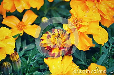 Yellow french marigold flower in Japan Stock Photo