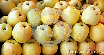 Yellow fresh organic apples Stock Photo