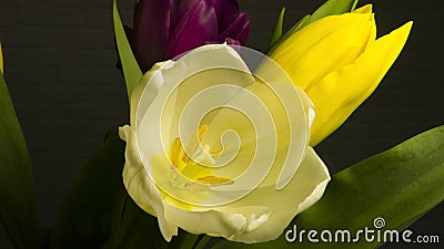 Yellow fresh tulip on holiday woman Stock Photo