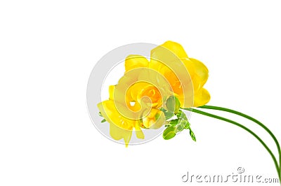 Yellow fresia on white Stock Photo