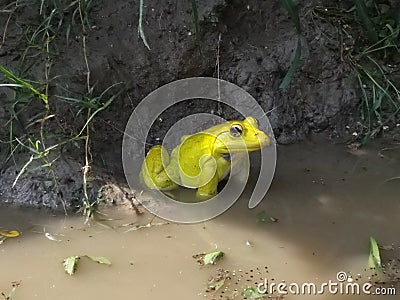 yellow frog, rainy season frog mating time,frog in village pond Stock Photo