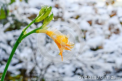 Yellow frozen daylily flower after a snowfall Stock Photo