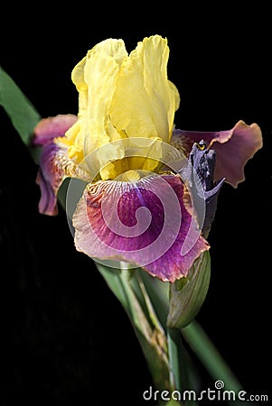 Yellow and Fuschia Bearded Iris on Black Stock Photo