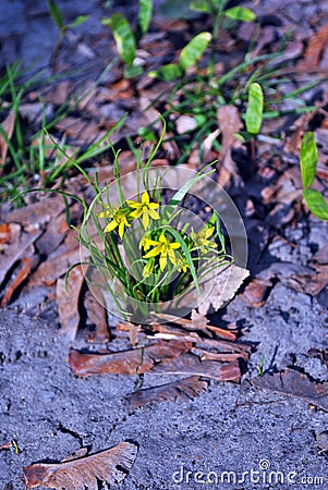 Yellow gagea flower group on grass background, sunny spring day Stock Photo