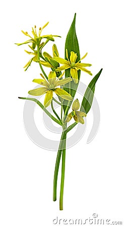 Yellow Gagea lutea flowers, bud and leaves in a small bouquet isolated on white Stock Photo