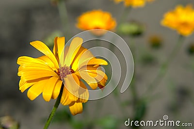 Yellow garden flower close-up Stock Photo