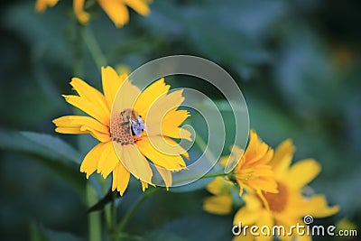 Yellow garden flowers on a green background. Bumblebee on a yellow flower Stock Photo