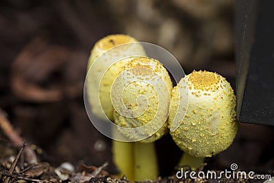 Yellow Garden Mushrooms growing in a garden Stock Photo