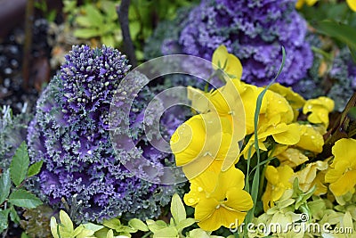 Yellow Garden Pansies and Kale Stock Photo