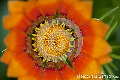 Yellow Gazania flower close up Stock Photo