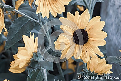 Yellow gebera daisy Gerbera jamesonii in a garden antique view. Also called Barberton daisy, Transvaal daisy, and as Barbertonse Stock Photo