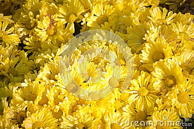 Yellow Gerbera daisies background Stock Photo