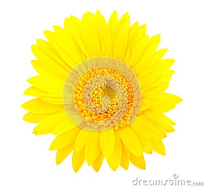 Yellow gerbera flower Stock Photo