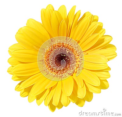 Yellow Gerbera Flower Stock Photo