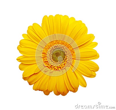 Yellow gerbera flower on a white background Stock Photo