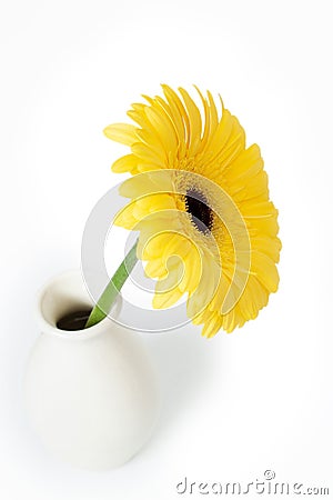 Yellow gerbera fresh flower in light ceramic vase isolated on white background Stock Photo