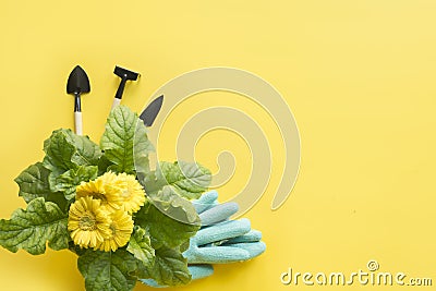 Yellow gerbera, shovel, gardening tolls on yellow. Copy space Stock Photo