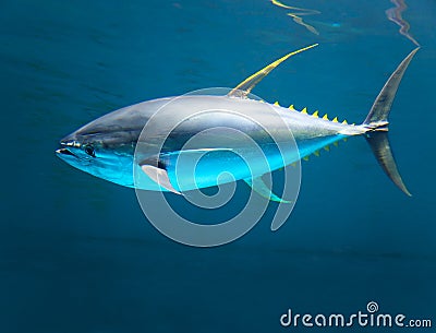 Yellow gin tuna fast moving Stock Photo